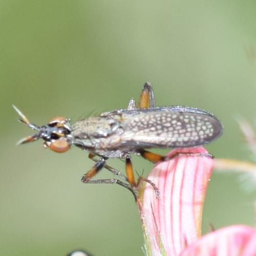 Réf. 316 374 : Coremacera marginata